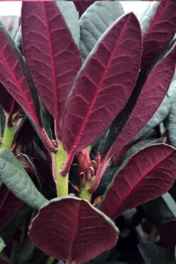 Wine And Roses Rhododendron - 5 Gallon Pot -Leafy Joy Shop rhododendron wine and roses 2