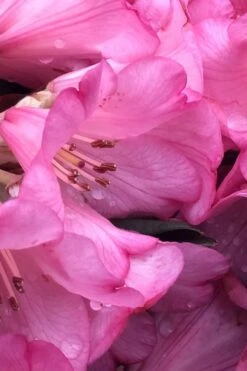 Wine And Roses Rhododendron - 5 Gallon Pot -Leafy Joy Shop rhododendron wine and roses 9