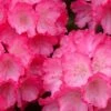 Fantastica Rhododendron - 5 Gallon Pot -Leafy Joy Shop rhododendron yakushimanum fantastica 5