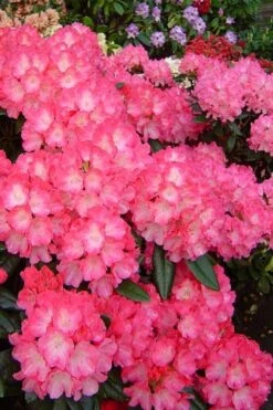 Fantastica Rhododendron - 5 Gallon Pot -Leafy Joy Shop rhododendron yakushimanum fantastica 7