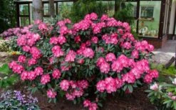Fantastica Rhododendron - 5 Gallon Pot -Leafy Joy Shop rhododendron yakushimanum fantastica 8