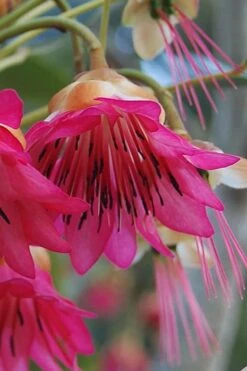 Scarlet Bells' Hong Kong Rose (Rhodoleia Henryi) - 3 Gallon Pot -Leafy Joy Shop rhodoleia henryi scarlet bells hong kong rose 1