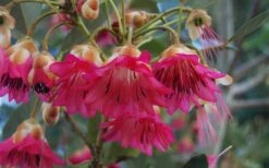 Scarlet Bells' Hong Kong Rose (Rhodoleia Henryi) - 3 Gallon Pot -Leafy Joy Shop rhodoleia henryi scarlet bells hong kong rose 102