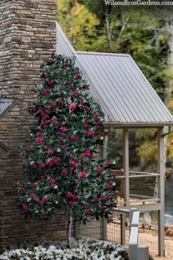 Scarlet Bells' Hong Kong Rose (Rhodoleia Henryi) - 3 Gallon Pot -Leafy Joy Shop rhodoleia henryi scarlet bells hong kong rose 106