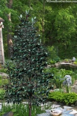 Scarlet Bells' Hong Kong Rose (Rhodoleia Henryi) - 3 Gallon Pot -Leafy Joy Shop rhodoleia henryi scarlet bells hong kong rose 20