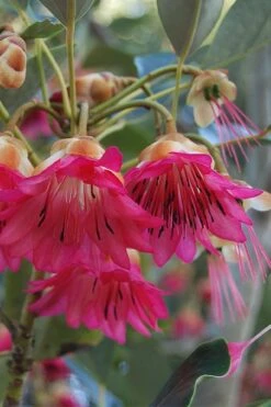 Scarlet Bells' Hong Kong Rose (Rhodoleia Henryi) - 3 Gallon Pot -Leafy Joy Shop rhodoleia henryi scarlet bells hong kong rose 3