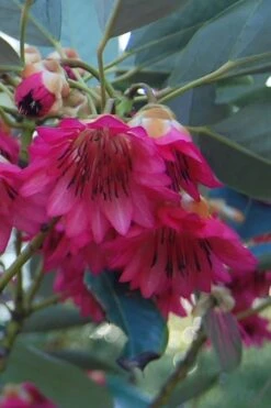 Scarlet Bells' Hong Kong Rose (Rhodoleia Henryi) - 3 Gallon Pot -Leafy Joy Shop rhodoleia henryi scarlet bells hong kong rose 4