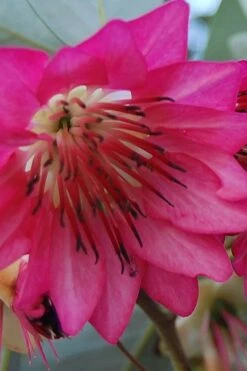 Scarlet Bells' Hong Kong Rose (Rhodoleia Henryi) - 3 Gallon Pot -Leafy Joy Shop rhodoleia henryi scarlet bells hong kong rose 5