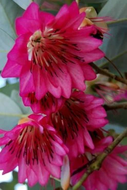 Scarlet Bells' Hong Kong Rose (Rhodoleia Henryi) - 3 Gallon Pot -Leafy Joy Shop rhodoleia henryi scarlet bells hong kong rose 7