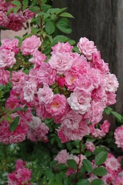 Peggy Martin Climbing Rose - 3 Gallon Pot -Leafy Joy Shop rosa peggy martin climbing rose 1