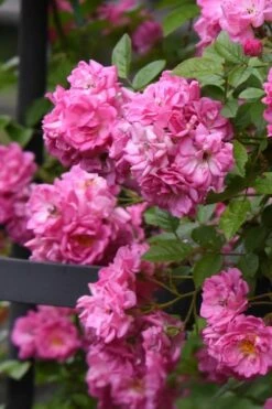 Peggy Martin Climbing Rose - 3 Gallon Pot -Leafy Joy Shop rosa peggy martin climbing rose 10