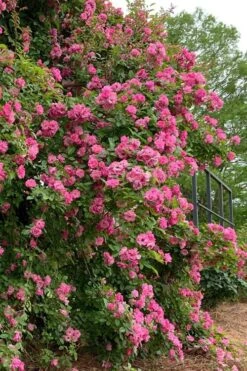 Peggy Martin Climbing Rose - 3 Gallon Pot -Leafy Joy Shop rosa peggy martin climbing rose 2