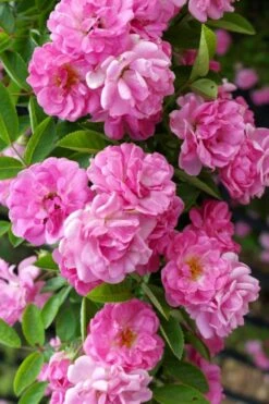 Peggy Martin Climbing Rose - 3 Gallon Pot -Leafy Joy Shop rosa peggy martin climbing rose 5