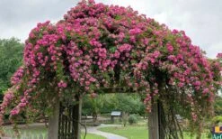 Peggy Martin Climbing Rose - 3 Gallon Pot -Leafy Joy Shop rosa peggy martin climbing rose 7