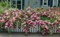 Peggy Martin Climbing Rose - 3 Gallon Pot -Leafy Joy Shop rosa peggy martin climbing rose 8