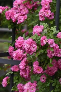 Peggy Martin Climbing Rose - 3 Gallon Pot -Leafy Joy Shop rosa peggy martin climbing rose 9
