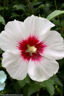 Red Heart Rose Of Sharon (Single Trunk Tree) - 5 Gallon Pot 11 Red Heart Rose Of Sharon (Single Trunk Tree) - 5 Gallon Pot -Leafy Joy Shop rose of sharon red heart 13