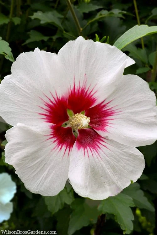 Red Heart Rose Of Sharon (Single Trunk Tree) - 5 Gallon Pot 6 Red Heart Rose Of Sharon (Single Trunk Tree) - 5 Gallon Pot - Image 4