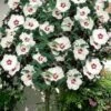 Red Heart Rose Of Sharon (Single Trunk Tree) - 5 Gallon Pot -Leafy Joy Shop rose of sharon red heart 14