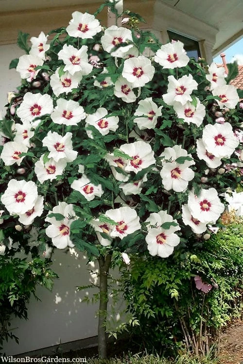 Red Heart Rose Of Sharon (Single Trunk Tree) - 5 Gallon Pot 3 Red Heart Rose Of Sharon (Single Trunk Tree) - 5 Gallon Pot