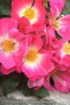 Pink Drift Groundcover Rose - 2 Gallon Pot -Leafy Joy Shop rose pink drift 11