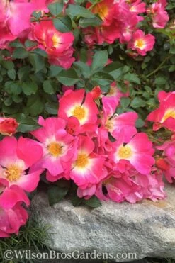 Pink Drift Groundcover Rose - 2 Gallon Pot -Leafy Joy Shop rose pink drift 12