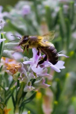Salem Rosemary - 1 Gallon Pot -Leafy Joy Shop rosmarinus officinalis salem rosemary 6