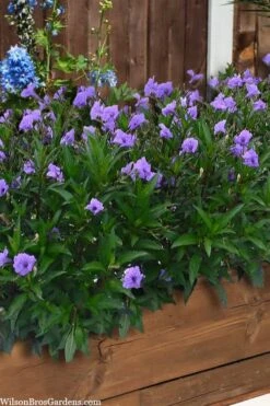Mayan Compact Purple Mexican Petunia (Ruellia) - 5 Pack Quart Pots -Leafy Joy Shop ruellia simplex mayan compact purple mexican petunia 4