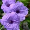 Mayan Compact Purple Mexican Petunia (Ruellia) - 5 Pack Quart Pots -Leafy Joy Shop ruellia simplex nayan compact purple mexican petunia 1