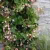 Rose Sensation Pink Climbing Hydrangea Vine - 1 Gallon Pot -Leafy Joy Shop schizophragma hydrangeoides rose sensation climbing hydrangea 101