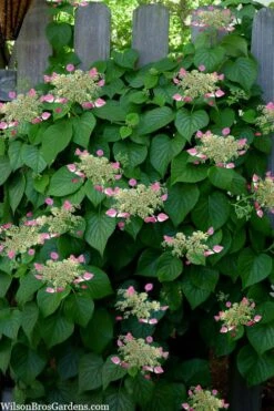 Rose Sensation Pink Climbing Hydrangea Vine - 1 Gallon Pot -Leafy Joy Shop schizophragma hydrangeoides rose sensation climbing hydrangea 104