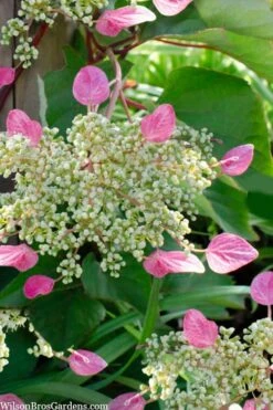 Rose Sensation Pink Climbing Hydrangea Vine - 1 Gallon Pot -Leafy Joy Shop schizophragma hydrangeoides rose sensation climbing hydrangea 105