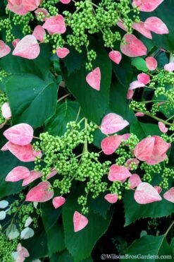 Rose Sensation Pink Climbing Hydrangea Vine - 1 Gallon Pot -Leafy Joy Shop schizophragma hydrangeoides rose sensation climbing hydrangea 106