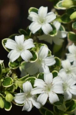 Variegated Snowbush (Serissa Japonica) - 1 Gallon Pot -Leafy Joy Shop serissa foetida variegata snowbush 5
