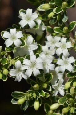 Variegated Snowbush (Serissa Japonica) - 3 Gallon Pot -Leafy Joy Shop serissa foetida variegata snowbush 6 1