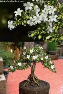 Variegated Snowbush (Serissa Japonica) - 3 Gallon Pot -Leafy Joy Shop serissa foetida variegata snowbush 7 1