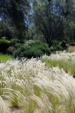 Peruvian Feather Grass (Stipa Ichu) - 1 Gallon Pot -Leafy Joy Shop stipa ichu peruvian feather grass 12