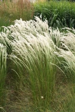 Peruvian Feather Grass (Stipa Ichu) - 1 Gallon Pot -Leafy Joy Shop stipa ichu peruvian feather grass 14