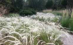 Peruvian Feather Grass (Stipa Ichu) - 1 Gallon Pot -Leafy Joy Shop stipa ichu peruvian feather grass 4