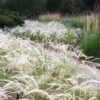 Peruvian Feather Grass (Stipa Ichu) - 1 Gallon Pot 2 Peruvian Feather Grass (Stipa Ichu) - 1 Gallon Pot -Leafy Joy Shop stipa ichu peruvian feather grass 5