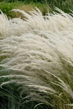 Peruvian Feather Grass (Stipa Ichu) - 1 Gallon Pot -Leafy Joy Shop stipa ichu peruvian feather grass 7