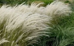 Peruvian Feather Grass (Stipa Ichu) - 1 Gallon Pot -Leafy Joy Shop stipa ichu peruvian feather grass 8