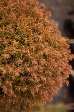 Sienna Sunset Arborvitae Topiary Tree - 3 Gallon Pot -Leafy Joy Shop thuja occidentalis anniek sienna sunset arborvitae tree 2