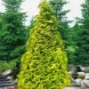 Sunshine Arborvitae (Thuja) - 1 Gallon Pot -Leafy Joy Shop thuja plicata sunshine arborvitae 2