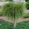 Whipcord Arborvitae (Single Trunk Topiary Tree) - 2 Gallon Pot -Leafy Joy Shop thuja plicata whipcord arbirvitae topiary tree 1