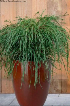Whipcord Arborvitae - Thuja Plicata 'Whipcord' - 3 Gallon Pot