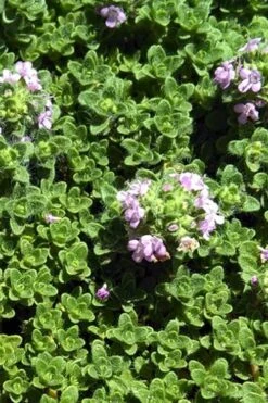 Leprechaun Creeping Thyme - 6 Pack Of Pint Pots -Leafy Joy Shop thyme leprechaun 500x750 1