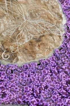 Caborn Wine & Roses Creeping Thyme - 5 Pack Of Pint Pots -Leafy Joy Shop thymus caborn wine and roses 2