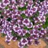 Caborn Wine & Roses Creeping Thyme - 5 Pack Of Pint Pots -Leafy Joy Shop thymus caborn wine and roses 3