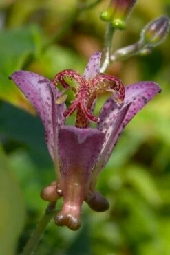 Gilt Edge Toad Lily (Tricyrtis Formosana) - 1 Gallon Pot -Leafy Joy Shop tricyrtis formosana gilt edge 5